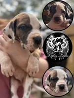 Red, a male Great Dane for sale in Lutz, FL – Photo 1 of 3