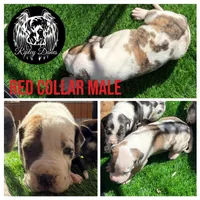 Red, a male Great Dane for sale in Lutz, FL – Photo 2 of 3