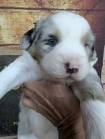 ruby bmm, a male Miniature American Shepherd for sale in Cave City, KY – 5 of 6
