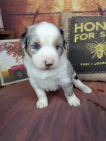 ruby bmm, a male Miniature American Shepherd for sale in Cave City, KY – 4 of 6