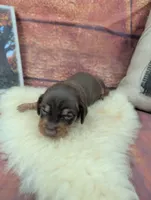 Dolly red tan male, a male Miniature Dachshund for sale in Cave City, KY – 2 of 6