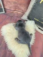 Dolly blue female , a female Miniature Dachshund for sale in Cave City, KY – 5 of 5