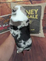Ruby bmm harlequin, a male Miniature American Shepherd for sale in Cave City, KY – 9 of 9