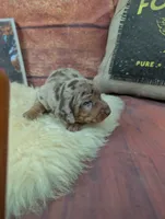 Dolly choc dapple male, a male Miniature Dachshund for sale in Cave City, KY – 3 of 6