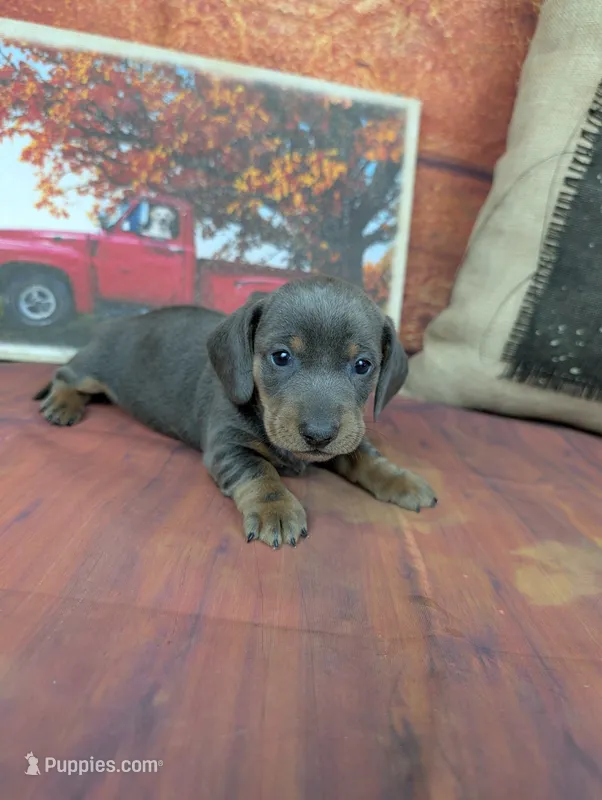 Dolly blue akc smooth female  – Miniature Dachshund puppy for sale in Cave City, KY