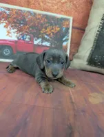Dolly blue akc smooth female , a female Miniature Dachshund for sale in Cave City, KY – 1 of 8