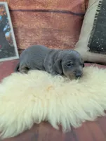Dolly blue female , a female Miniature Dachshund for sale in Cave City, KY – 3 of 5
