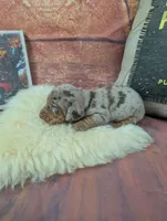 Dolly choc dapple male, a male Miniature Dachshund for sale in Cave City, KY – 6 of 6