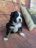 ruby btm, a male Miniature American Shepherd for sale in Cave City, KY – 4 of 6