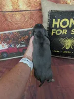 Dolly blue akc smooth female , a female Miniature Dachshund for sale in Cave City, KY – 7 of 8