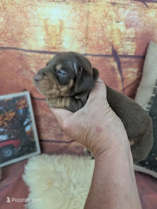 Dolly red tan male – Miniature Dachshund puppy for sale in Cave City, KY