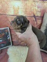 Dolly red tan male, a male Miniature Dachshund for sale in Cave City, KY – 1 of 6