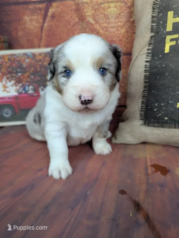 ruby bmm – Miniature American Shepherd puppy for sale in Cave City, KY