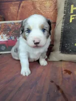 ruby bmm, a male Miniature American Shepherd for sale in Cave City, KY – 1 of 6