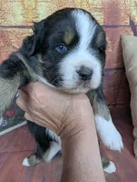 ruby btm, a male Miniature American Shepherd for sale in Cave City, KY – 5 of 6