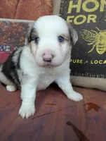 Ruby bmm harlequin, a male Miniature American Shepherd for sale in Cave City, KY – 5 of 9