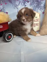Honey rtm, a male Miniature Australian Shepherd for sale in Cave City, KY – Photo 5 of 6