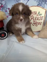 Honey rtm, a male Miniature Australian Shepherd for sale in Cave City, KY – Photo 3 of 6