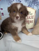 Honey rtm, a male Miniature Australian Shepherd for sale in Cave City, KY – Photo 1 of 6