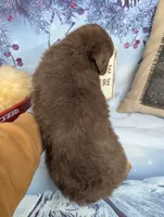 Honey rtm, a male Miniature Australian Shepherd for sale in Cave City, KY – Photo 2 of 6