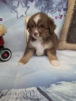 Honey rtm, a male Miniature Australian Shepherd for sale in Cave City, KY – Photo 6 of 6