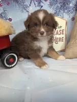 Honey rtm, a male Miniature Australian Shepherd for sale in Cave City, KY – Photo 4 of 6