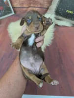 Dolly red tan male, a male Miniature Dachshund for sale in Cave City, KY – 4 of 6