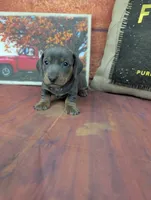 Dolly blue akc smooth female , a female Miniature Dachshund for sale in Cave City, KY – 2 of 8