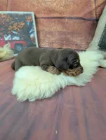 Dolly red tan male, a male Miniature Dachshund for sale in Cave City, KY – 3 of 6