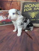 Ruby bmm harlequin, a male Miniature American Shepherd for sale in Cave City, KY – 8 of 9