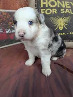 Ruby bmm harlequin, a male Miniature American Shepherd for sale in Cave City, KY – 2 of 9