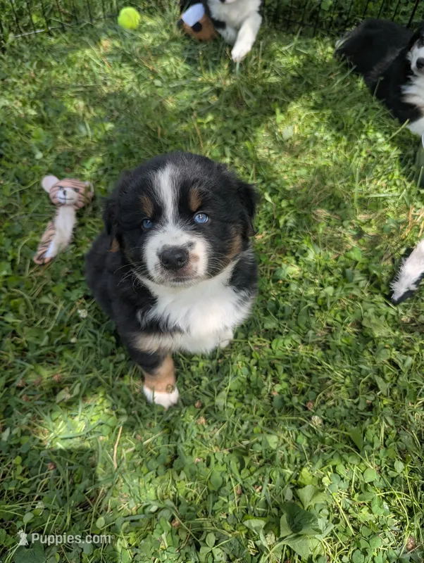 ruby btm – Miniature American Shepherd puppy for sale in Cave City, KY