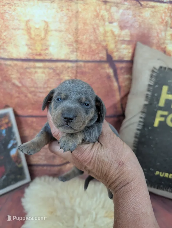 Dolly blue female  – Miniature Dachshund puppy for sale in Cave City, KY