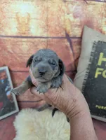 Dolly blue female , a female Miniature Dachshund for sale in Cave City, KY – 1 of 5