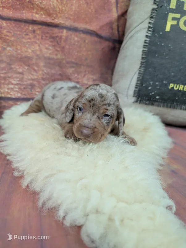 Dolly choc dapple male – Miniature Dachshund puppy for sale in Cave City, KY