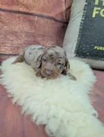 Dolly choc dapple male, a male Miniature Dachshund for sale in Cave City, KY – 1 of 6