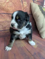 ruby btm, a male Miniature American Shepherd for sale in Cave City, KY – 3 of 6
