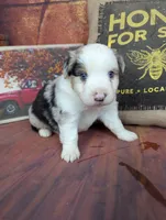 Ruby bmm harlequin, a male Miniature American Shepherd for sale in Cave City, KY – 7 of 9