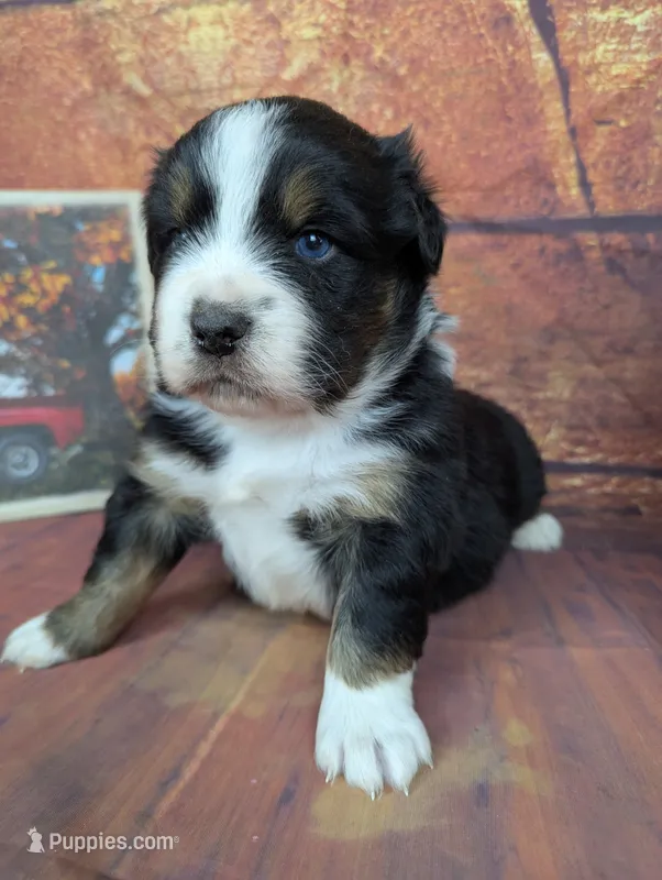 ruby btm – Miniature American Shepherd puppy for sale in Cave City, KY