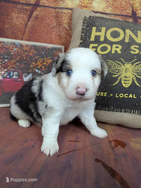 Ruby bmm harlequin – Miniature American Shepherd puppy for sale in Cave City, KY