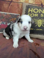 Ruby bmm harlequin, a male Miniature American Shepherd for sale in Cave City, KY – 1 of 9