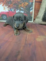 Dolly blue akc smooth female , a female Miniature Dachshund for sale in Cave City, KY – 5 of 8