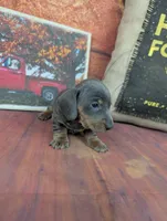 Dolly blue akc smooth female , a female Miniature Dachshund for sale in Cave City, KY – 8 of 8