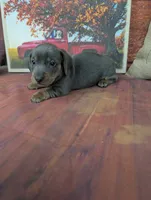 Dolly blue akc smooth female , a female Miniature Dachshund for sale in Cave City, KY – 3 of 8