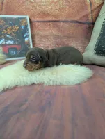 Dolly red tan male, a male Miniature Dachshund for sale in Cave City, KY – 5 of 6