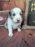 ruby bmm, a male Miniature American Shepherd for sale in Cave City, KY – 3 of 6
