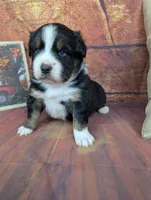 ruby btm, a male Miniature American Shepherd for sale in Cave City, KY – 2 of 6
