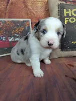 ruby bmm, a male Miniature American Shepherd for sale in Cave City, KY – 2 of 6