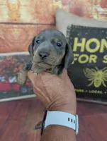 Dolly blue akc smooth female , a female Miniature Dachshund for sale in Cave City, KY – 6 of 8