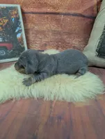 Dolly blue female , a female Miniature Dachshund for sale in Cave City, KY – 2 of 5